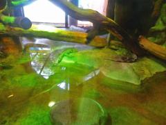 149 BIO PARC DE DOUE LA FONTAINE 1- 2016_000054